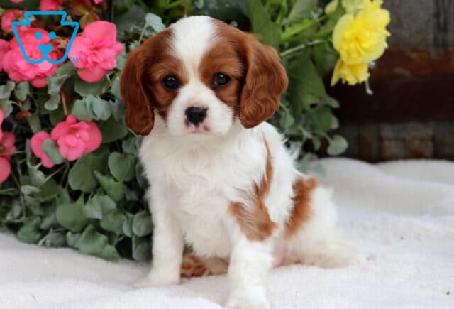 Precious Blenheim Cavalier King Charles Spaniel puppy sitting upright on a white blanket, with soft brown and white markings and surrounded by bright pink and yellow image