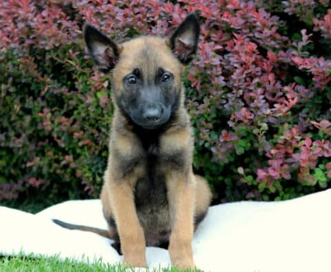 Ranger Belgian Malinois