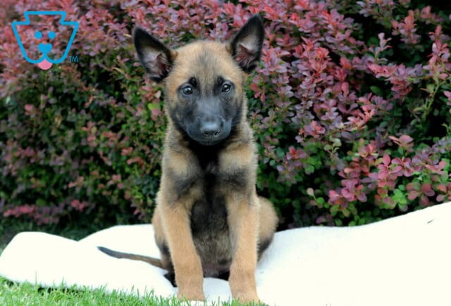 Ranger Belgian Malinois image