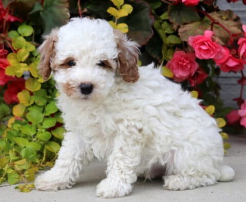 Ranger Mini Poodle