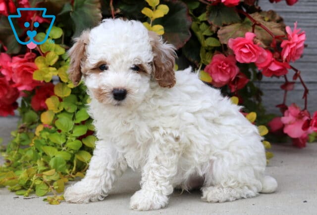 Mini Poodle puppy with a fluffy white coat and light brown ears sitting on a sidewalk in front of vibrant pink and red flowers and green leaves. image