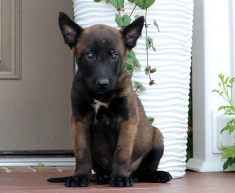 Rascal Belgian Malinois