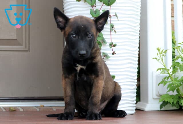 Rascal Belgian Malinois image