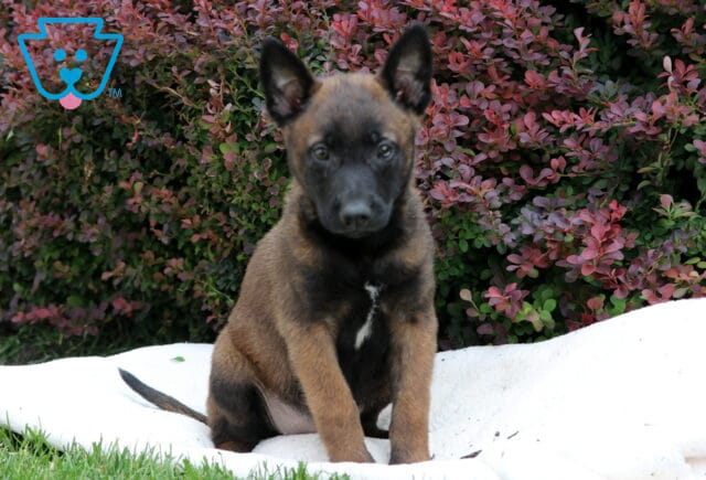 Raspberry Belgian Malinois image