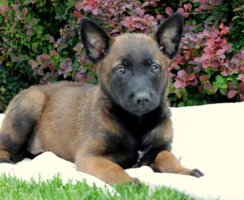 Raspberry Belgian Malinois2