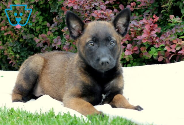 Raspberry Belgian Malinois2 image
