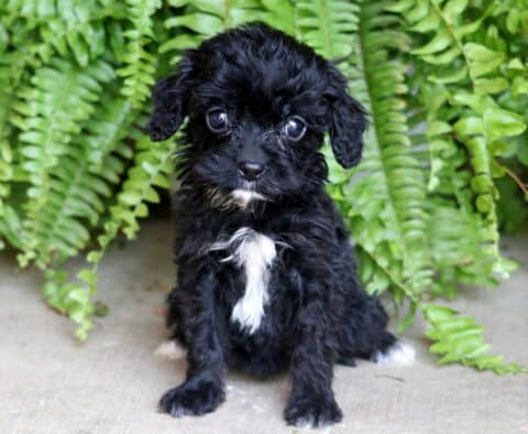 Adorable black Cavapoo puppy with a white chest patch sitting on concrete in front of bright green ferns.