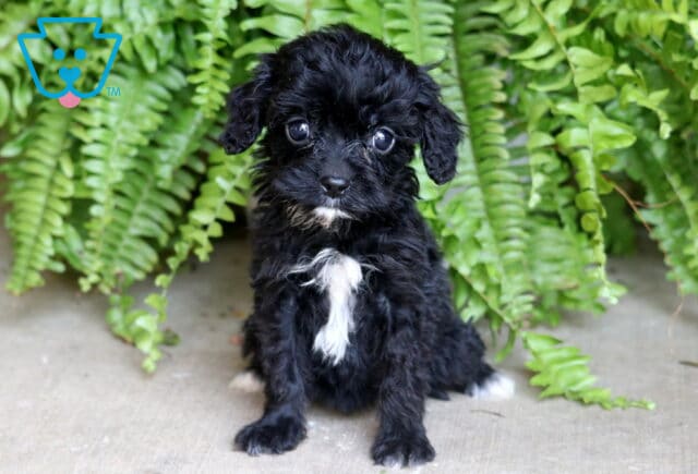 Adorable black Cavapoo puppy with a white chest patch sitting on concrete in front of bright green ferns. image