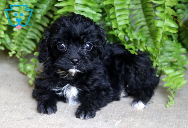 Fluffy black Cavapoo puppy with white markings resting on a cement surface in front of green fern leaves. image