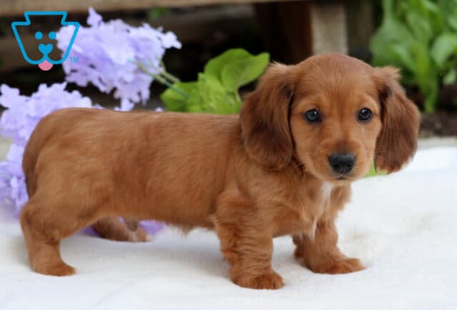 Adorable red long-haired Mini Dachshund puppy standing on a white surface with purple flowers in the background. image