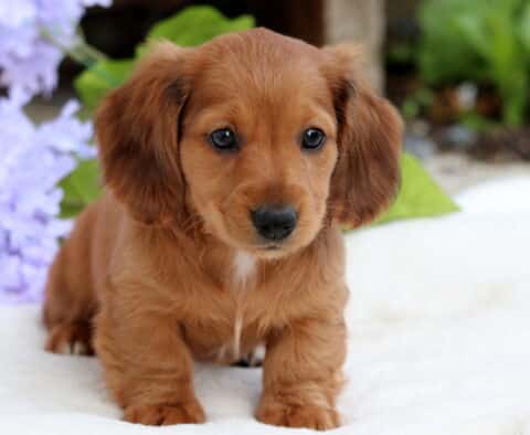 Sweet red long-haired Mini Dachshund puppy sitting on a white surface with soft purple flowers in the background.