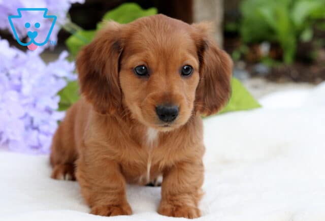 Sweet red long-haired Mini Dachshund puppy sitting on a white surface with soft purple flowers in the background. image