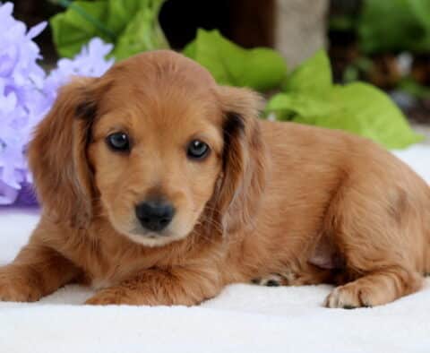 Charming Mini Dachshund puppy with a glossy reddish-brown coat and gentle eyes, lying on a white surface accented by soft purple blooms and a hint of greenery.