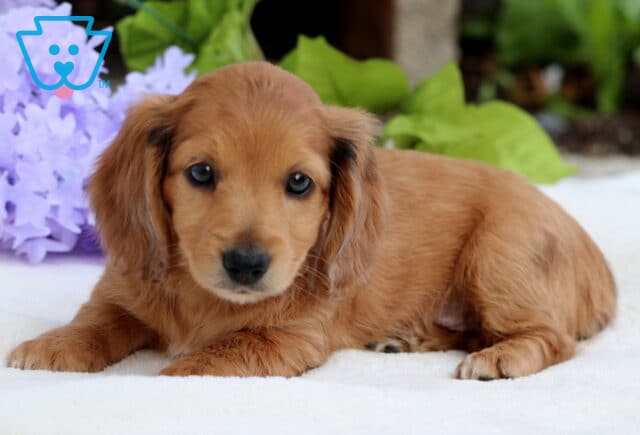 Charming Mini Dachshund puppy with a glossy reddish-brown coat and gentle eyes, lying on a white surface accented by soft purple blooms and a hint of greenery. image
