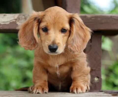 Reese Mini Dachshund Retake