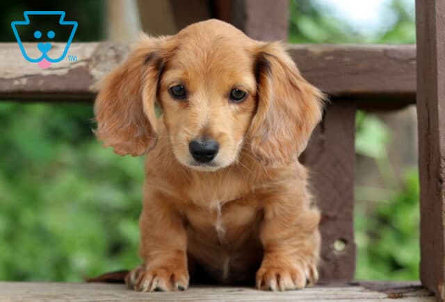 Sweet long-haired Mini Dachshund puppy sitting between wooden beams, staring curiously ahead with floppy ears and a soft reddish-tan coat. image