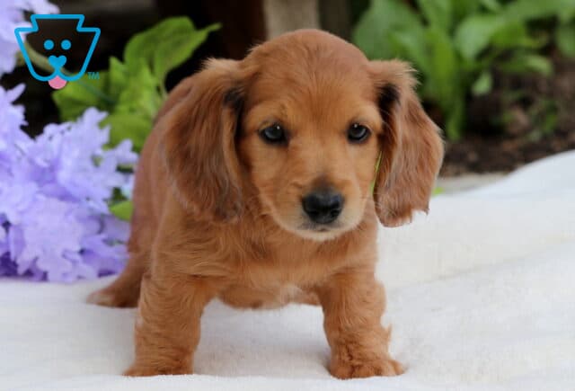Mini Dachshund puppy with a reddish-brown coat standing on a white surface, gazing forward with floppy ears and soulful eyes, with purple flowers and greenery in the background. image