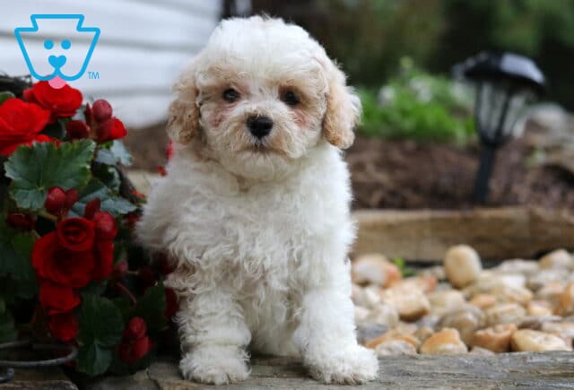 Reggie Maltipoo image