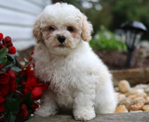 Reggie Maltipoo2