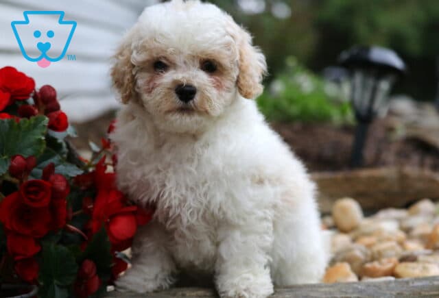 Reggie Maltipoo2 image