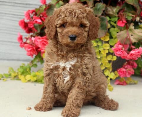 Reggie Mini Poodle