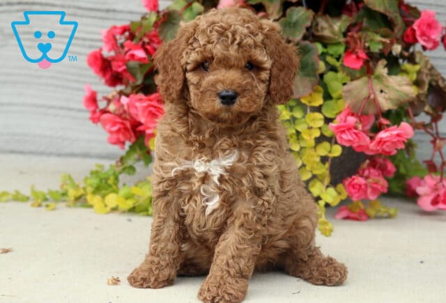 Mini Poodle puppy with a curly reddish-brown coat and a white patch on its chest sitting on concrete in front of vibrant pink flowers and green foliage. image
