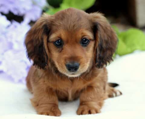 Adorable long-haired Mini Dachshund puppy with rich red-brown fur, gazing forward while sitting on a white surface with lavender flowers in the background.