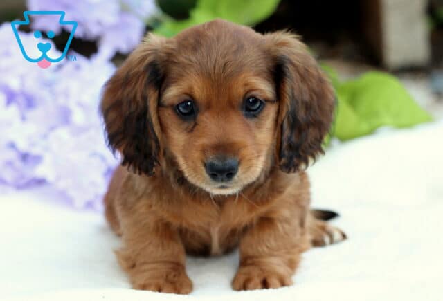 Adorable long-haired Mini Dachshund puppy with rich red-brown fur, gazing forward while sitting on a white surface with lavender flowers in the background. image