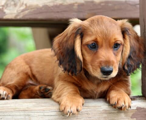 Rex Mini Dachshund Retake