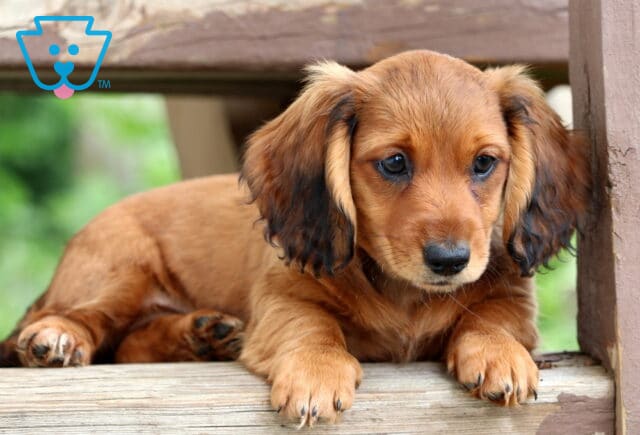 Adorable long-haired Mini Dachshund puppy with rich tan fur and darker ear tips resting on a wooden step, gazing down thoughtfully. image