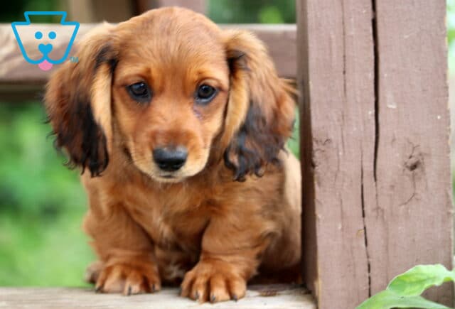 Sweet Mini Dachshund puppy with long ears and rich chestnut coloring, sitting between wooden posts and looking gently downward with soft eyes. image