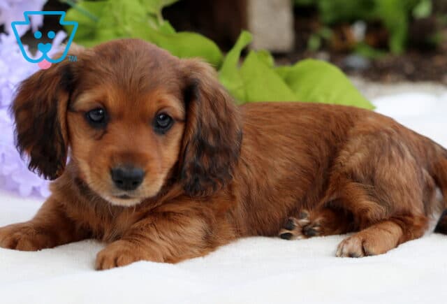 Sweet red Mini Dachshund puppy laying down on a white surface, looking forward with soft eyes and floppy ears, surrounded by greenery and purple flowers. image
