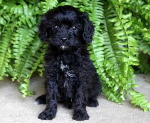 Black Cavapoo puppy with curly fur and a small white patch on its chest, sitting upright on concrete in front of a lush fern backdrop.