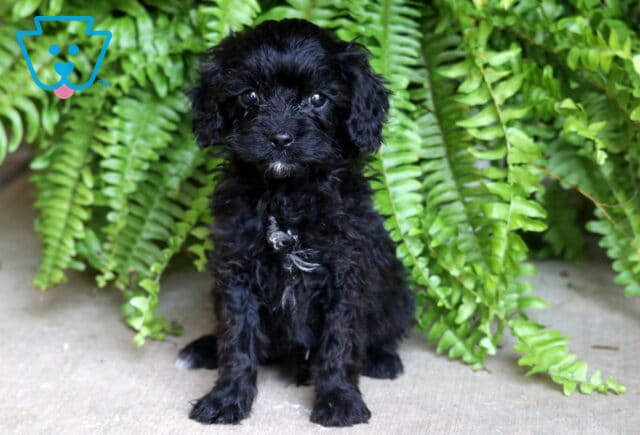 Black Cavapoo puppy with curly fur and a small white patch on its chest, sitting upright on concrete in front of a lush fern backdrop. image