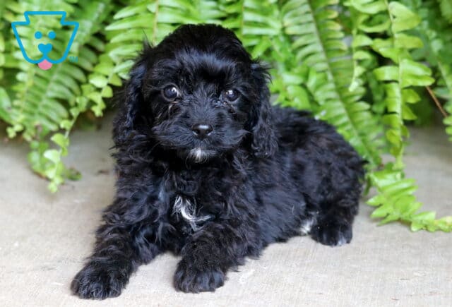 Fluffy black Cavapoo puppy with a white patch on its chest, lying on concrete in front of vibrant green ferns, gazing sweetly at the camera. image