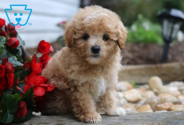 Riggs Maltipoo image
