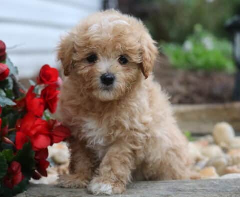 Riggs Maltipoo2