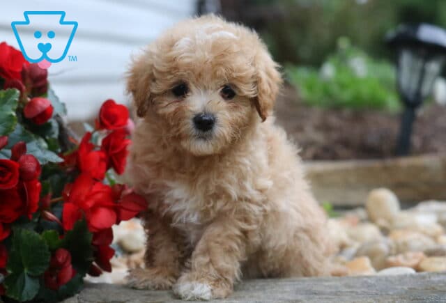 Riggs Maltipoo2 image