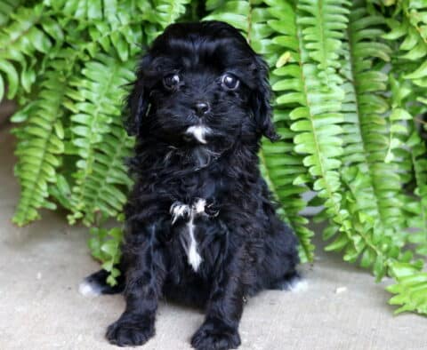 Fluffy black Cavapoo puppy with white markings on its chest and paws, lying down on a concrete surface in front of vibrant green ferns.