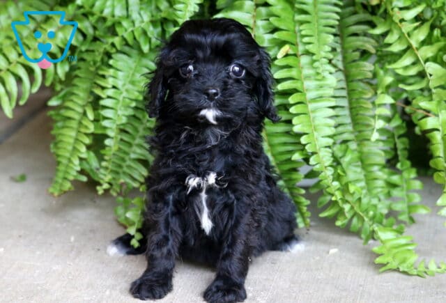 Fluffy black Cavapoo puppy with white markings on its chest and paws, lying down on a concrete surface in front of vibrant green ferns. image