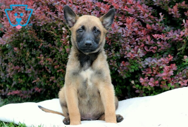 Light-colored Belgian Malinois puppy sitting on a white blanket in front of deep red and green foliage, looking directly at the camera with a calm, steady gaze. image