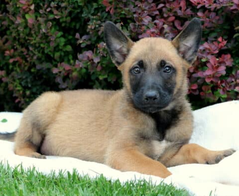 Roc Belgian Malinois2