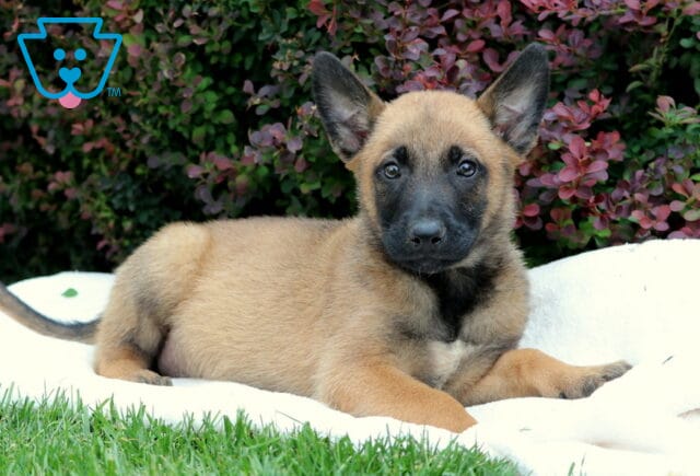 Light tan Belgian Malinois puppy lying comfortably on a white blanket in the grass, with ears perked and a gentle expression, framed by rich red and green shrubbery in the background. image
