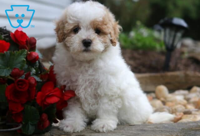 Rocket Maltipoo image