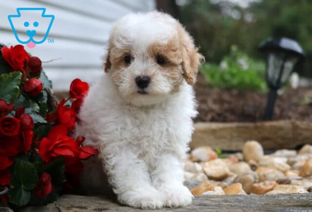 Rocket Maltipoo2 image
