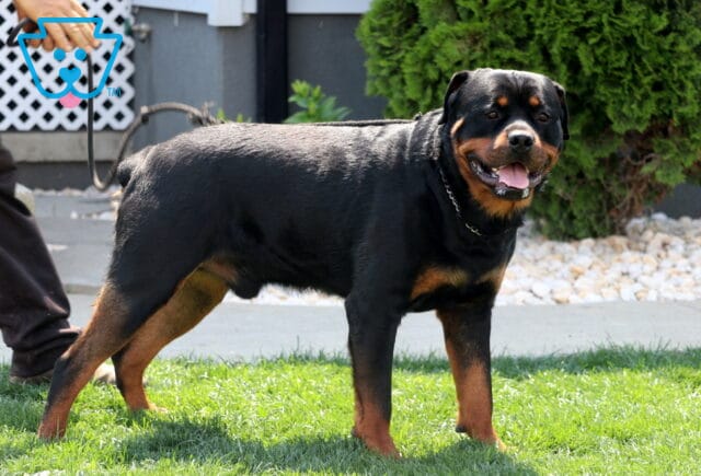 Rocky Rottweiler Benjamin Beiler image