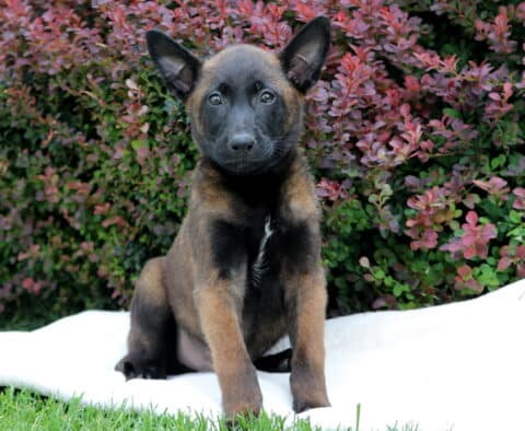 Rolo Belgian Malinois