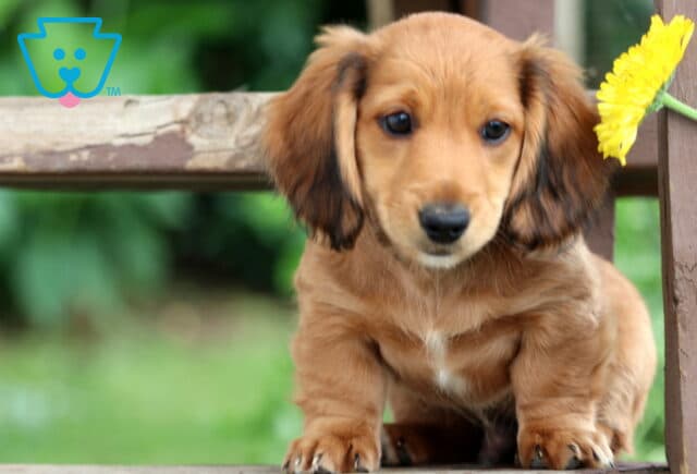 Sweet Mini Dachshund puppy with reddish-brown fur and darker ears sitting on a wooden bench next to a bright yellow flower, looking curiously at the camera. image