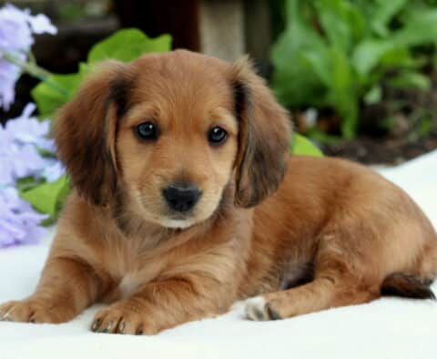 Adorable red Mini Dachshund puppy laying on a white surface with soft purple flowers in the background, gazing forward with a calm and curious expression.