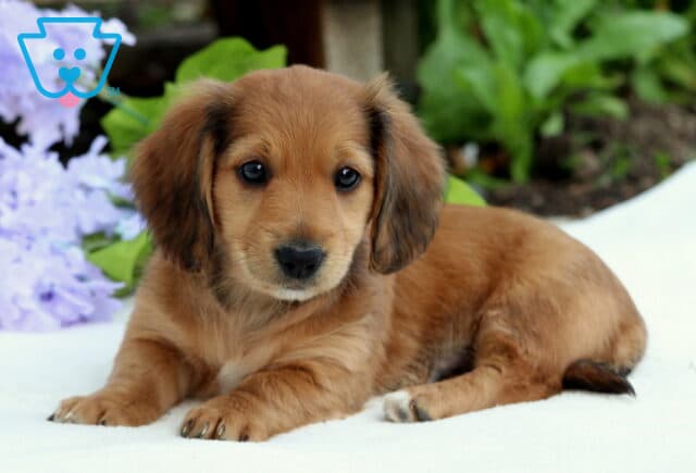 Adorable red Mini Dachshund puppy laying on a white surface with soft purple flowers in the background, gazing forward with a calm and curious expression. image